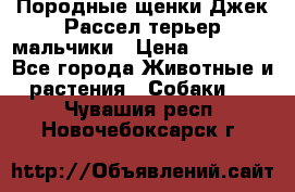 Породные щенки Джек Рассел терьер-мальчики › Цена ­ 40 000 - Все города Животные и растения » Собаки   . Чувашия респ.,Новочебоксарск г.